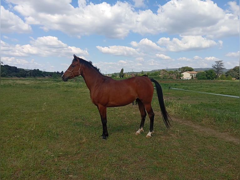 Half Arabs Mare 5 years 15 hh Brown in CONNAUX