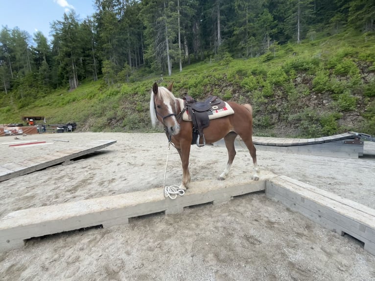 Half Arabs Mix Mare 8 years 14.1 hh Chestnut-Red in San Lorenzo di Sebato