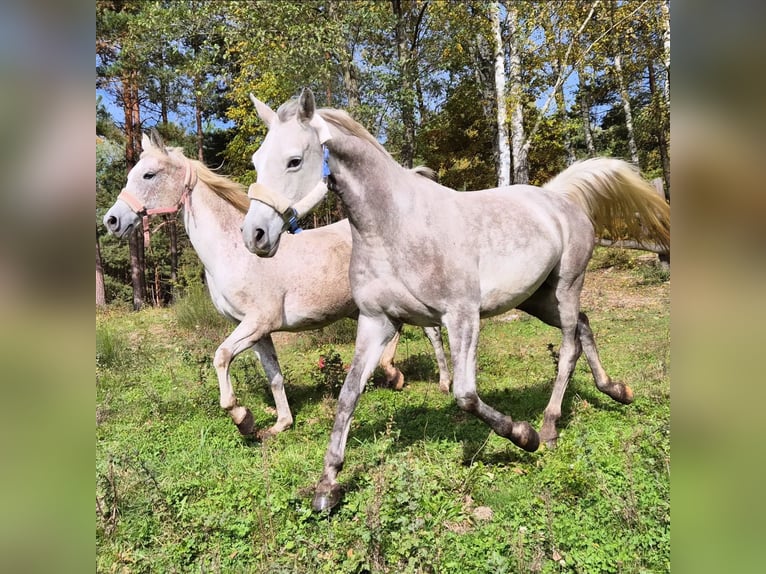 Half Arabs Mare 9 years 14,2 hh Grey in Bukowinka
