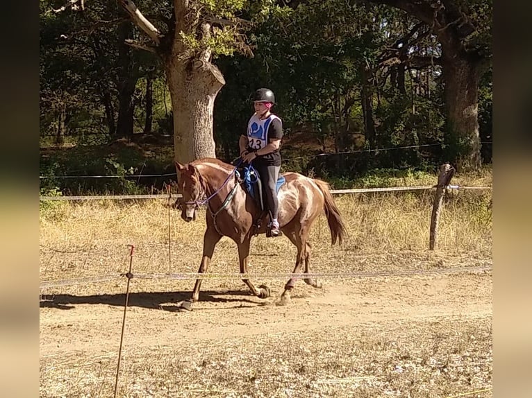 Half Arabs Mare 9 years 15.2 hh Chestnut-Red in CONNAUX