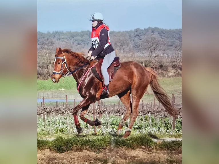 Half Arabs Mare 9 years 15,2 hh Chestnut-Red in CONNAUX