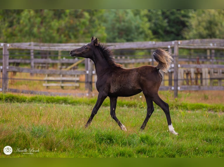 Half Arabs Mare Foal (03/2024) 15,1 hh Black in Saint Christophe du Ligneron