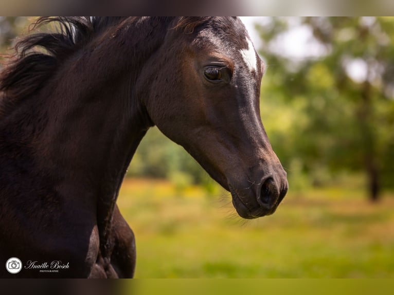 Half Arabs Mare Foal (03/2024) 15,1 hh Black in Saint Christophe du Ligneron