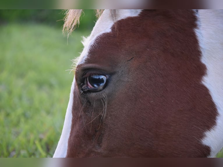 Half Arabs Mare Foal (04/2024) 15,1 hh Tobiano-all-colors in Orchies