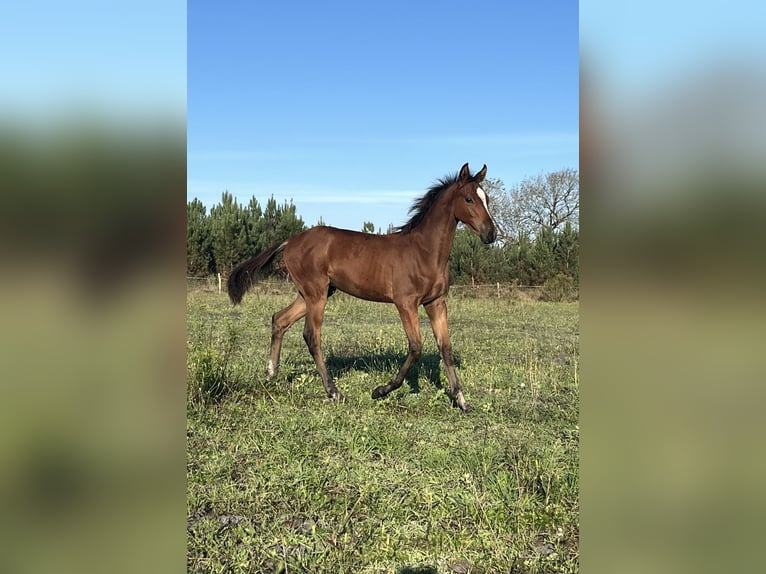 Half Arabs Mix Stallion 1 year 13.2 hh Bay-Dark in Morcenx
