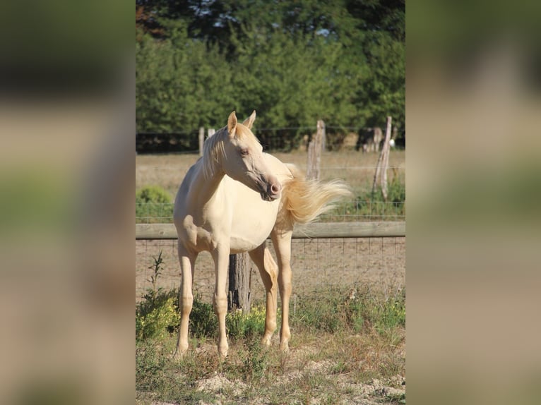 Half Arabs Stallion 1 year 13.2 hh Champagne in Saint-André-d'Huiriat