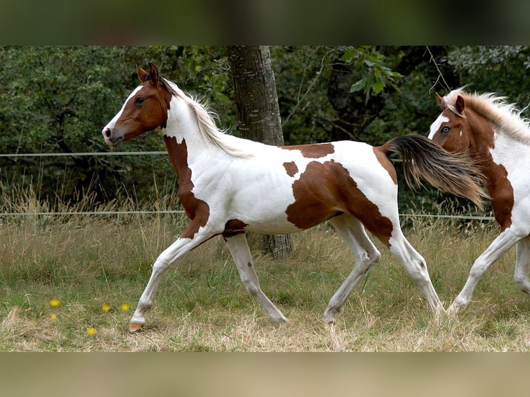 Half Arabs Stallion 1 year 14,2 hh Tobiano-all-colors in GOVEN