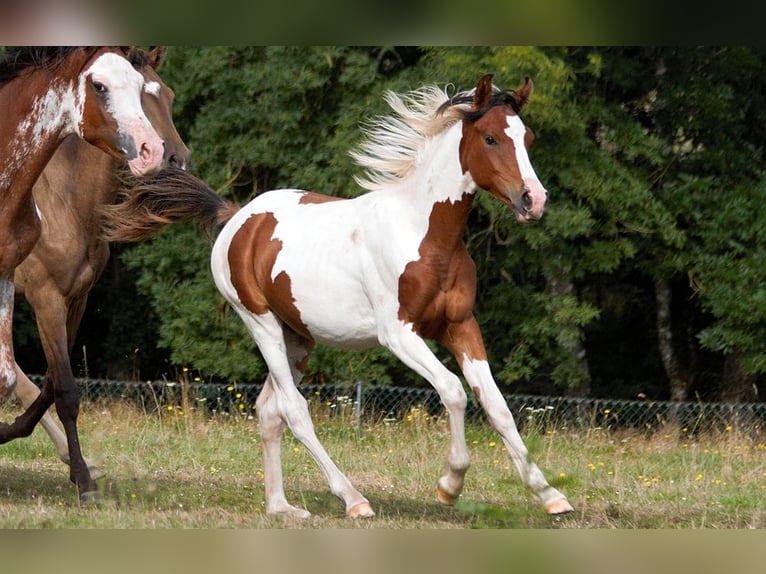 Half Arabs Stallion 1 year 14,2 hh Tobiano-all-colors in GOVEN