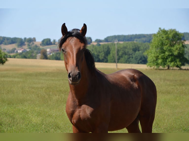 Half Arabs Mix Stallion 1 year 15.2 hh Bay-Dark in Harbouey