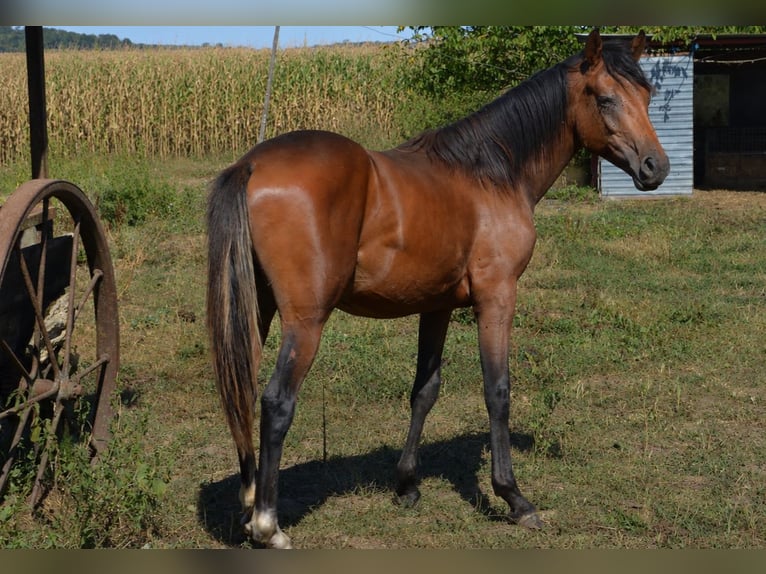 Half Arabs Mix Stallion 1 year 15.2 hh Bay-Dark in Harbouey
