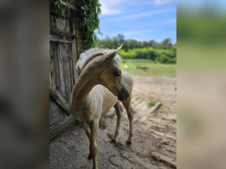 Half Arabs Mix Stallion 2 years 12,3 hh Gray in Visz