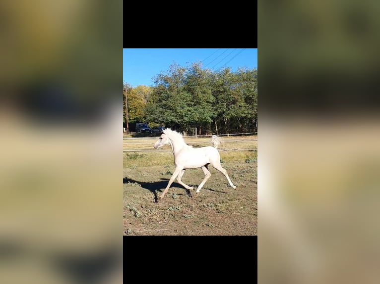 Half Arabs Mix Stallion 2 years 12,3 hh Gray in Visz