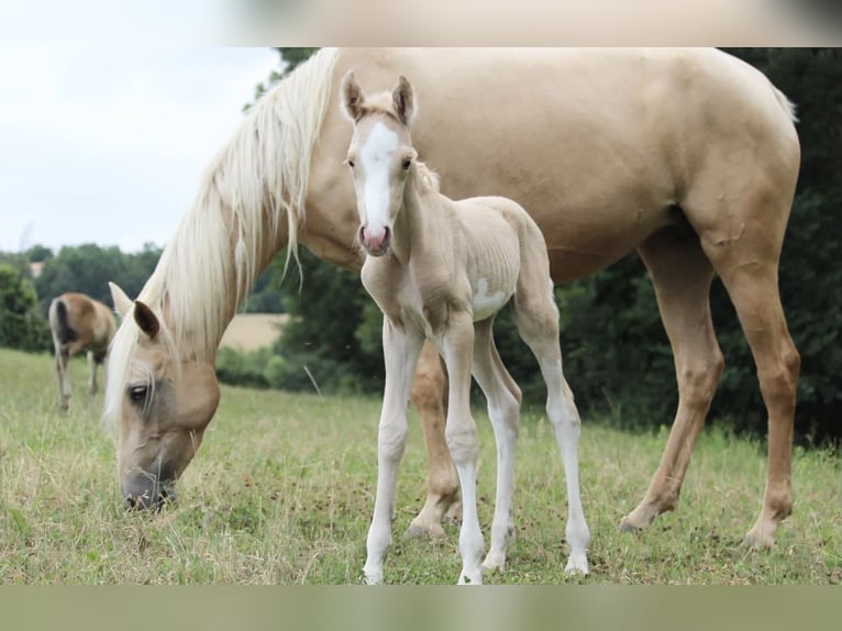 Half Arabs Stallion 2 years 14,2 hh Palomino in Bonnut