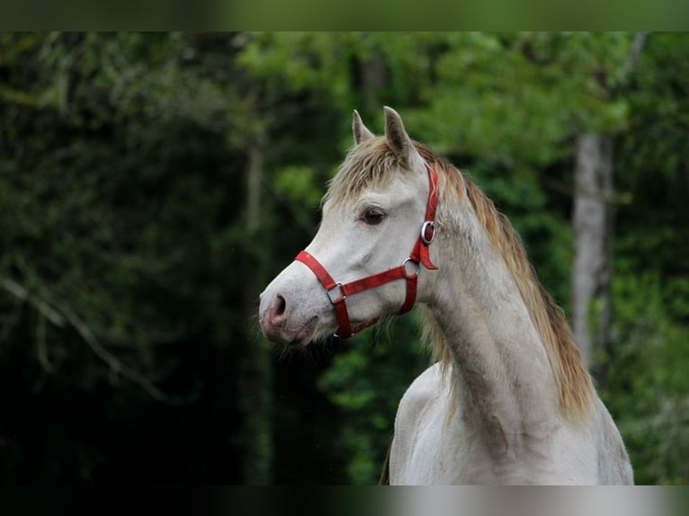 Half Arabs Stallion 2 years 15,2 hh Champagne in goven