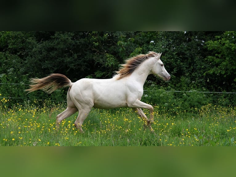 Half Arabs Stallion 2 years 15,2 hh Champagne in goven