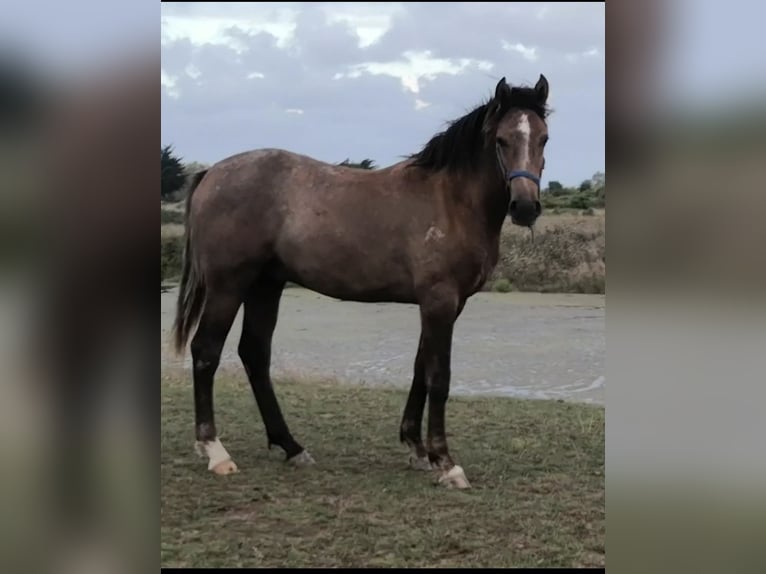 Half Arabs Stallion 2 years 15 hh in Saint-Georges-d&#39;Oléron