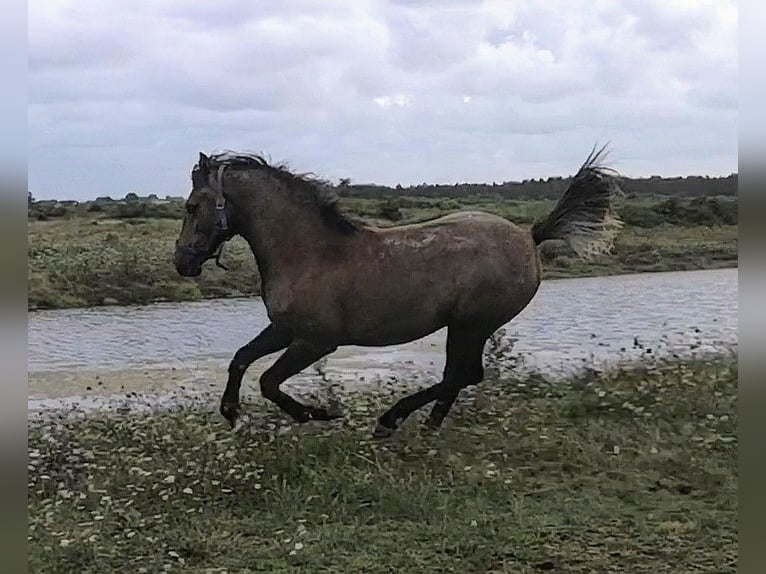 Half Arabs Stallion 2 years 15 hh in Saint-Georges-d&#39;Oléron