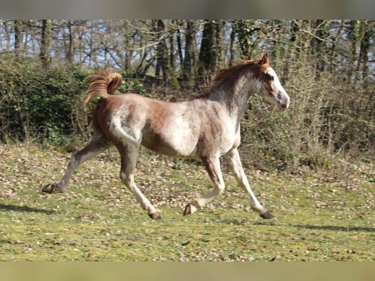 Half Arabs Stallion 3 years 14,2 hh Palomino in Bonnut