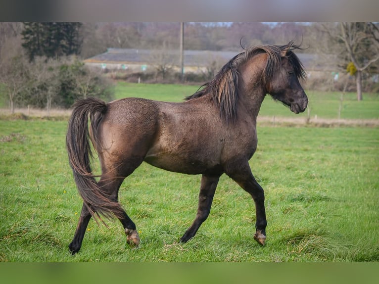 Half Arabs Stallion 4 years 15 hh Grullo in Férel
