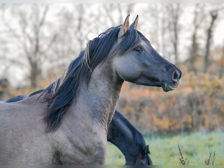 Half Arabs Stallion 4 years 15 hh Grullo in Férel