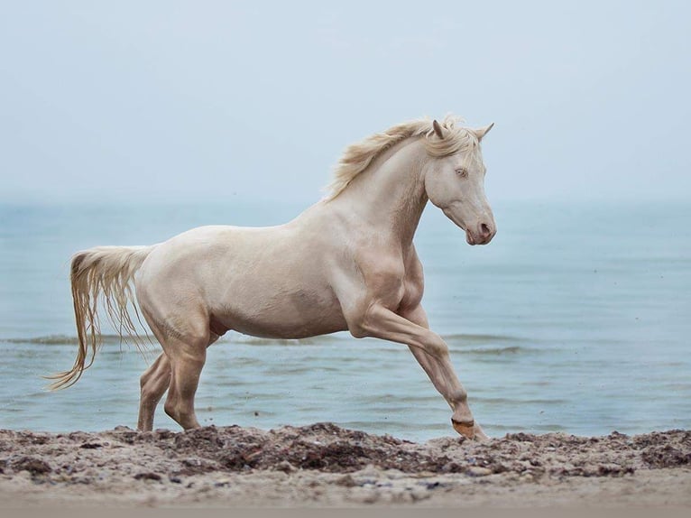 Half Arabs Stallion Cremello in Lüdersdorf