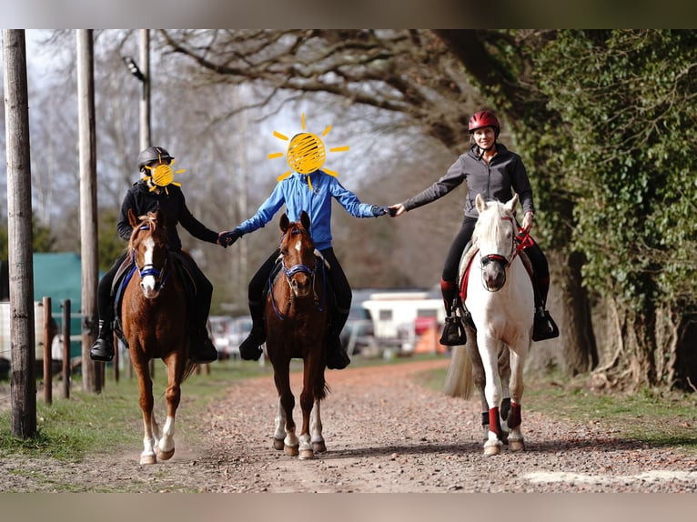 Half Arabs Stallion Cremello in Lüdersdorf