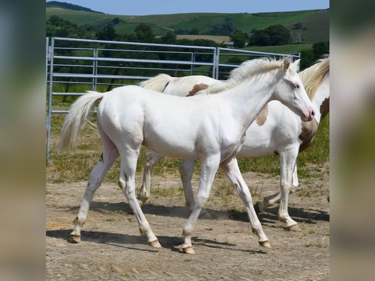 Half Arabs Stallion Foal (01/2024) Cremello in Saint palais