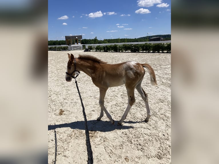 Half Arabs Stallion  Leopard-Piebald in Vire