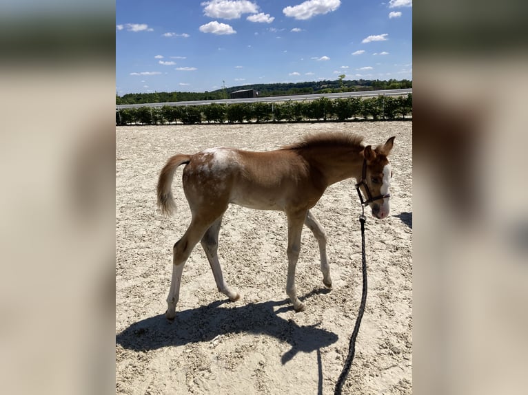 Half Arabs Stallion  Leopard-Piebald in Vire