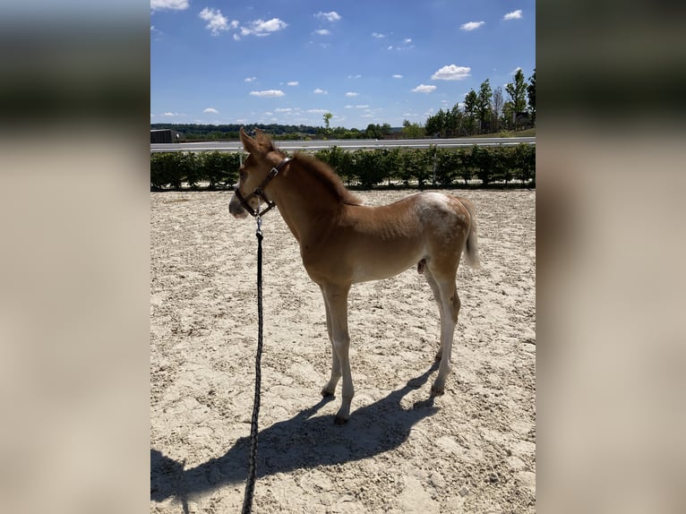 Half Arabs Stallion  Leopard-Piebald in Vire