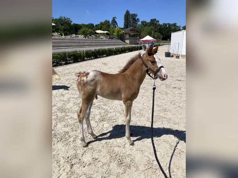 Half Arabs Stallion  Leopard-Piebald in Vire
