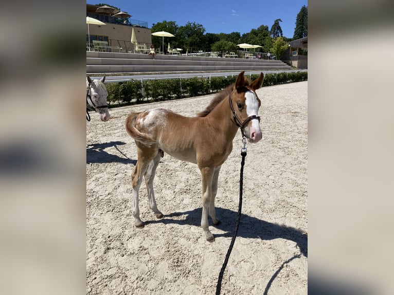 Half Arabs Stallion  Leopard-Piebald in Vire