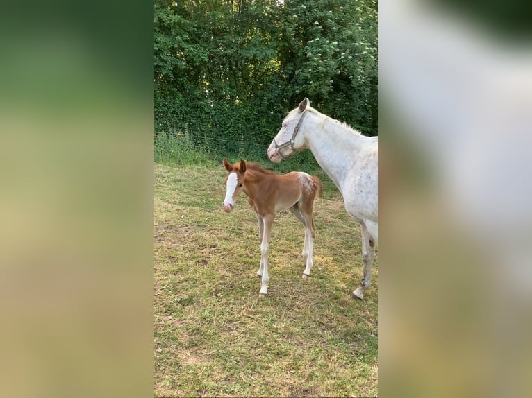 Half Arabs Stallion  Leopard-Piebald in Vire