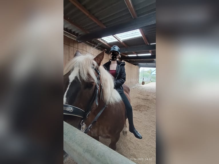 Hallo ich suche eine RB (Reitbeteiligung) oder eine PB (Pflegebeteiligung )