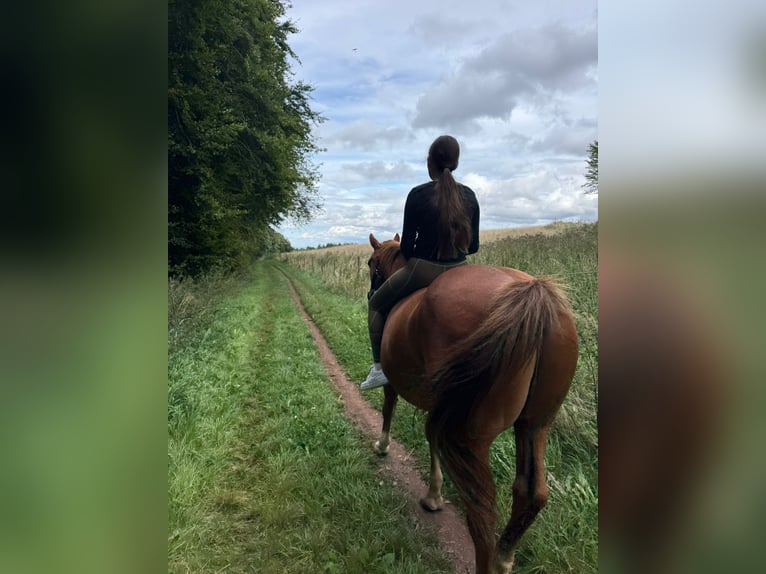 Hallöchen, ich suche ein liebes Pferdchen um das ich mich 2x die Woche ein bisschen kümmern darf