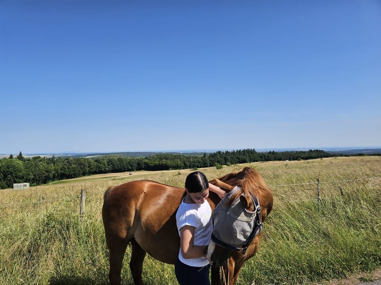 Hallöchen, ich suche ein liebes Pferdchen um das ich mich 2x die Woche ein bisschen kümmern darf