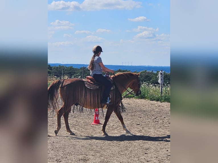 Hallöchen, ich suche ein liebes Pferdchen um das ich mich 2x die Woche ein bisschen kümmern darf