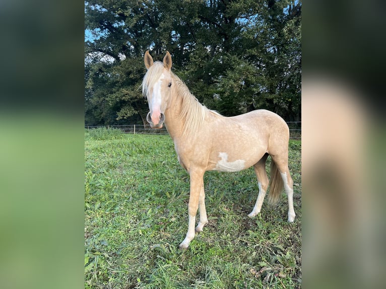 Halvaraber Hingst 2 år 148 cm Palomino in Bonnut