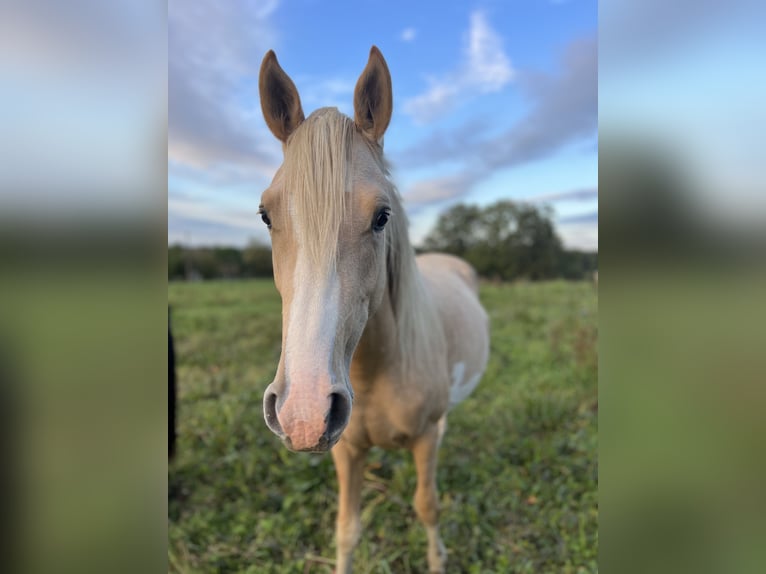 Halvaraber Hingst 2 år 148 cm Palomino in Bonnut