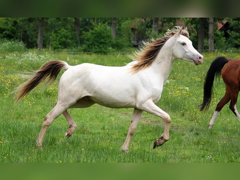 Halvaraber Hingst 2 år 158 cm Champagne in goven