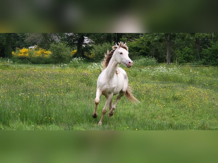 Halvaraber Hingst 2 år 158 cm Champagne in goven