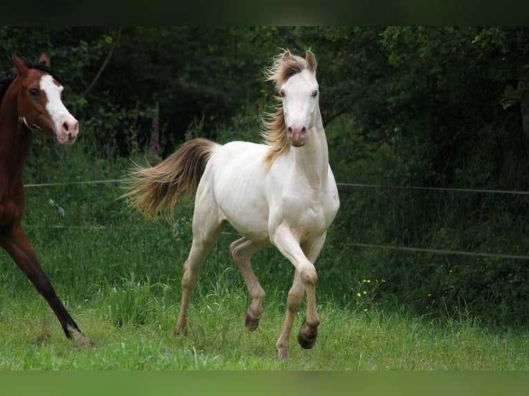 Halvaraber Hingst 2 år 158 cm Champagne in goven