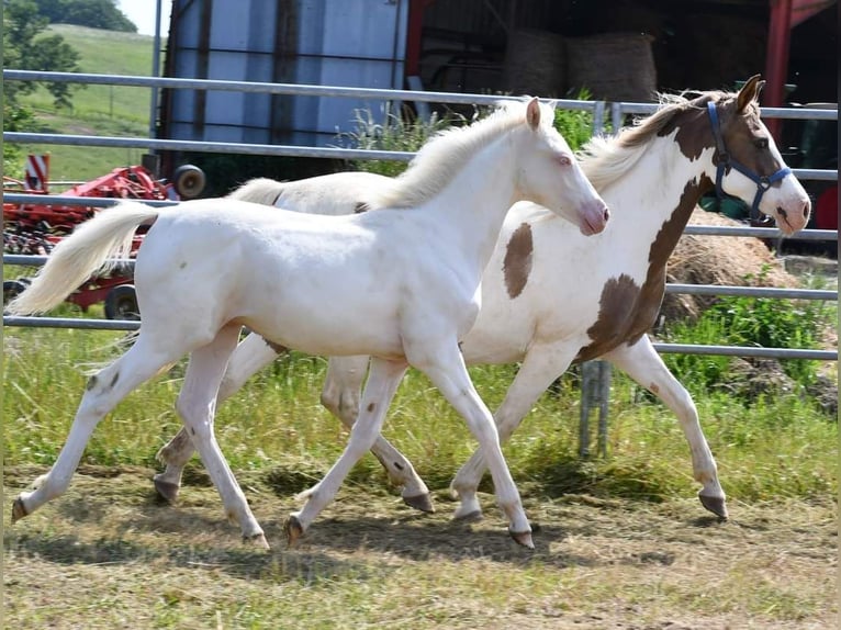 Halvaraber Hingst Föl (01/2024) Cremello in Saint palais