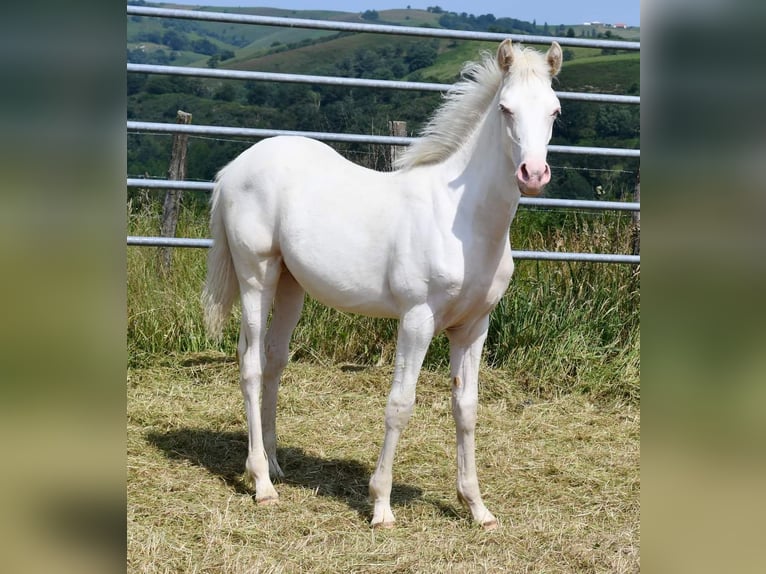 Halvaraber Hingst Föl (01/2024) Cremello in Saint palais