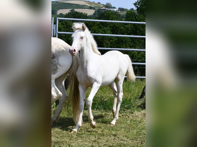 Halvaraber Hingst Föl (01/2024) Cremello in Saint palais