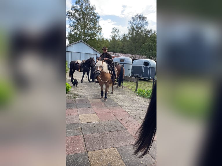 Halvaraber Sto 23 år 143 cm Ljusbrun in OberlangenOberlangen