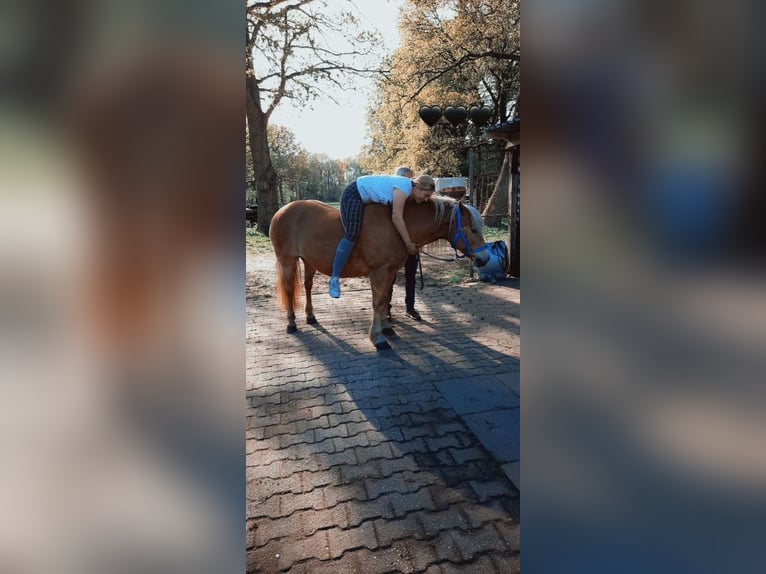 Halvaraber Sto 23 år 143 cm Ljusbrun in OberlangenOberlangen