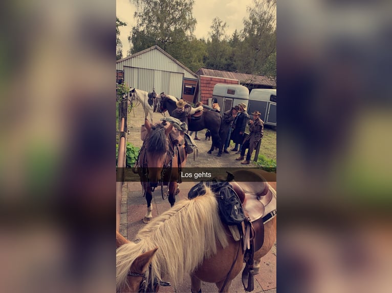 Halvaraber Sto 23 år 143 cm Ljusbrun in OberlangenOberlangen