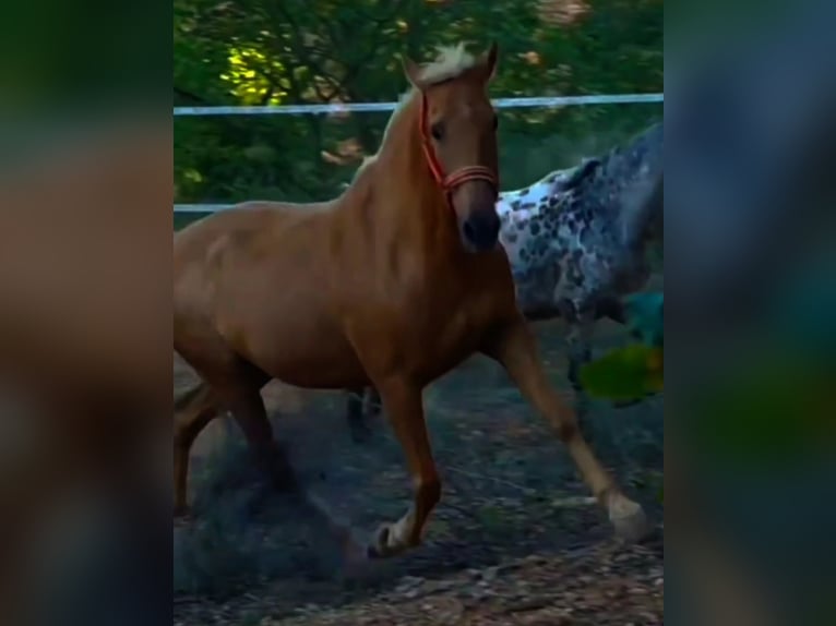 Halvaraber Blandning Valack 12 år 160 cm Palomino in Vimbodi