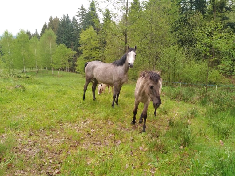 Halvaraber Valack 3 år Grå in Jussarupt